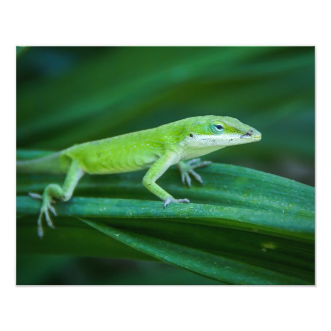 Foto Anole Lizard (Frente)