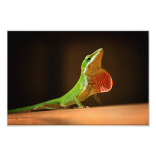 Foto Anole Lizard Verde con Thraot Rojo