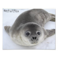 Foto antártica de foca de bebé