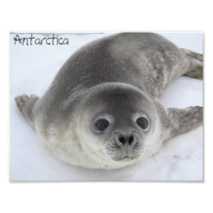 Foto antártica de foca de bebé