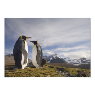 Foto Antártida, Isla Georgia del Sur (Reino Unido), Rey