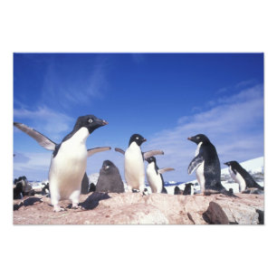 Foto Antártida, Pingüino Adelie Pygoscelis