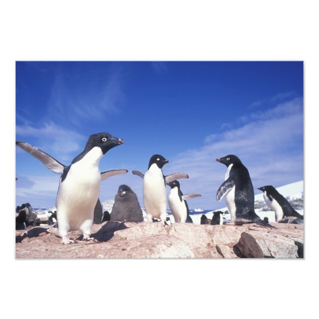 Foto Antártida, Pingüino Adelie Pygoscelis (Frente)