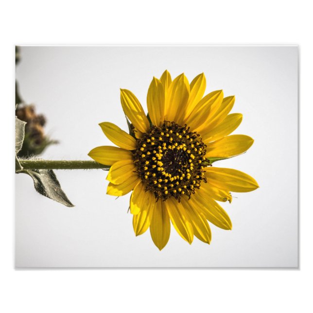 Foto Ante el sol (Frente)