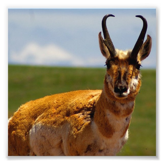 Foto Antelope (Frente)