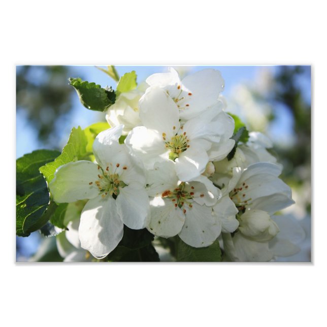 Foto Apple Blossom (Frente)