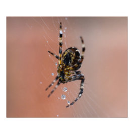 Foto Araña de jardín