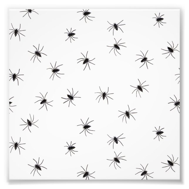 Foto Arañas (Frente)