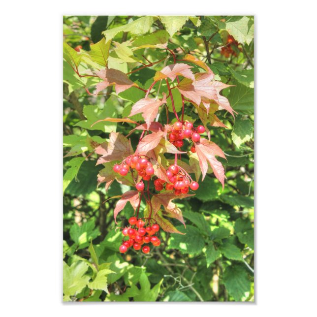 Foto Arándanos de arbusto alto (Frente)