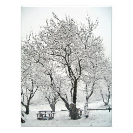 Foto árbol