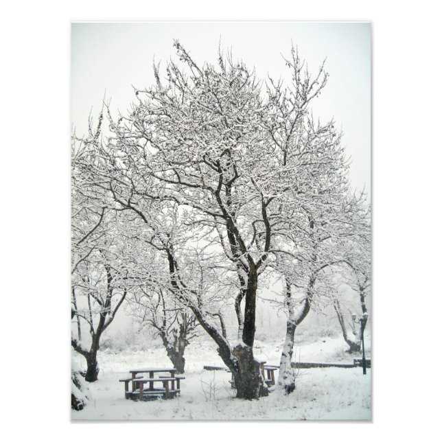 Foto árbol (Frente)