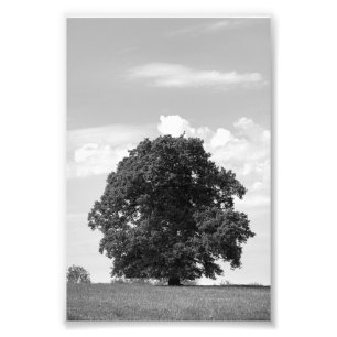 Foto Árbol antiguo