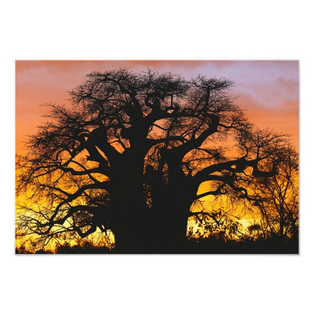 Foto árbol baobab africano, Adansonia digitata, (Frente)