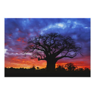 Foto árbol baobab africano, Adansonia digitata, 2