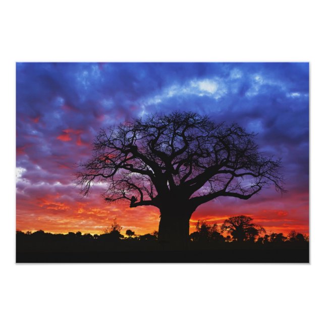 Foto árbol baobab africano, Adansonia digitata, 2 (Frente)