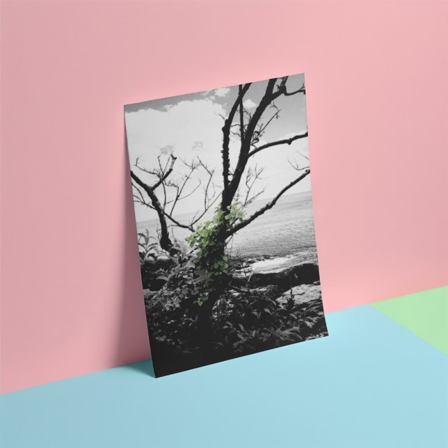 Foto Árbol Blanco Y Negro Con Vinos Verdes (Subido por el creador)