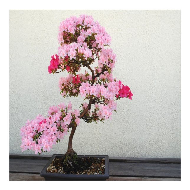 Foto Árbol Bonsai Rosa (Frente)