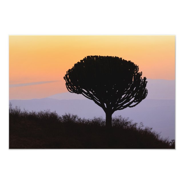 Foto Árbol Candelabro silueteado al amanecer, (Frente)