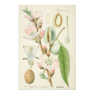 Foto Árbol de almendra, Amygdalus communis,