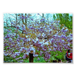 Foto Árbol de almendra en el jardín de Monet