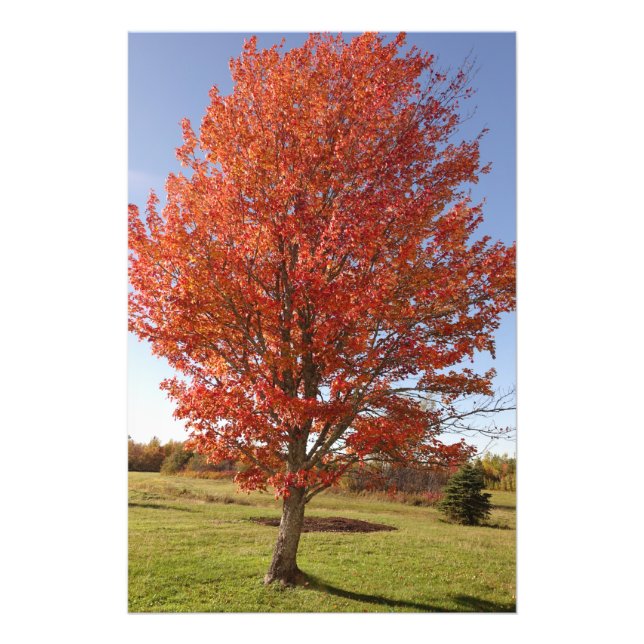 Foto Árbol de arce de otoño con hojas rojas quemadas (Frente)