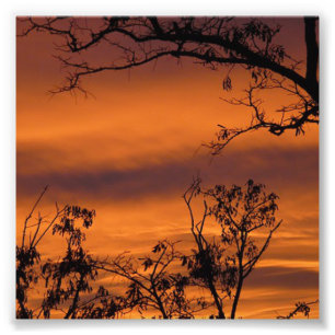 Foto Árbol de atardecer
