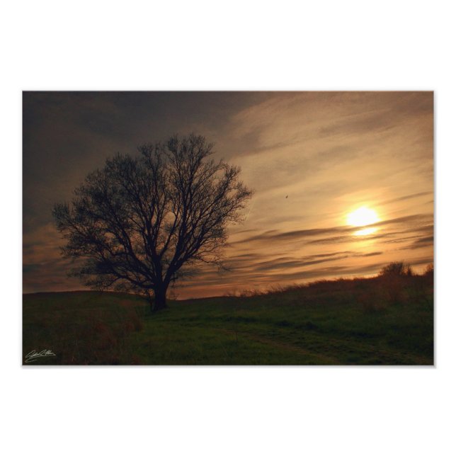 Foto Árbol de atardecer (Frente)