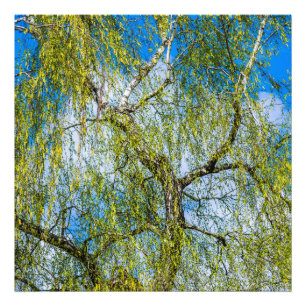 Foto Árbol de aves - La primavera está en el aire