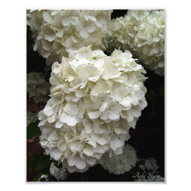 Foto Árbol de bola de nieve (Frente)