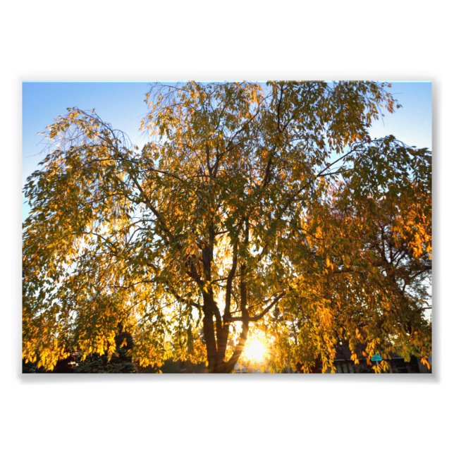 Foto Árbol de cerezo en caída, retroiluminado (Frente)