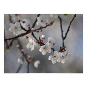 Foto Árbol de cerezo florido 