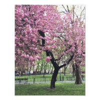 Árbol de cerezo rosa bonito NYC Nueva York