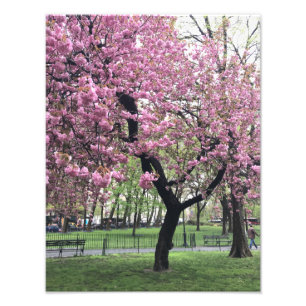 Foto Árbol de cerezo rosa bonito NYC Nueva York