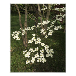 Foto Árbol de dogwood blanco de 16"x20"