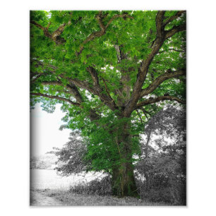 Foto Árbol de fuerza