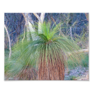 Foto Árbol de hierba australiano