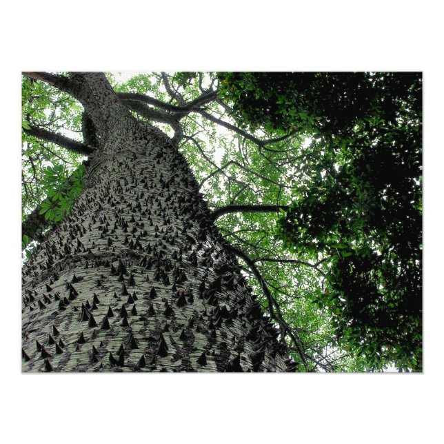 Foto Árbol de kapok en Funchal, imagen de Portugal (Frente)