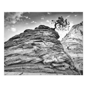 Foto Árbol de los bonsais del parque nacional de Zion