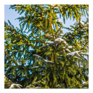Foto Árbol de Navidad Verde en Nieve