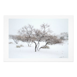 Foto Árbol de nieve por Sidharta Pascual
