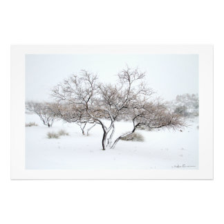 Foto Árbol de nieve por Sidharta Pascual