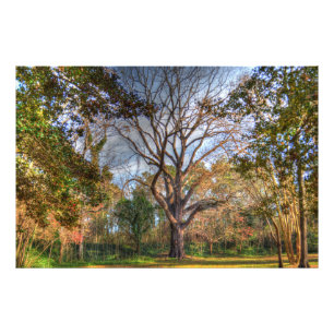 Foto Árbol de nogal negro majestuoso