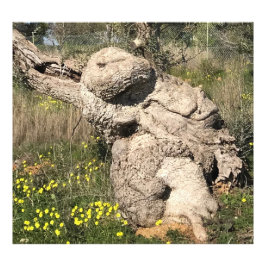 Foto Árbol de oliva en posición de yoga