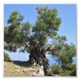 Foto Árbol de oliva griego (Kefalonia)