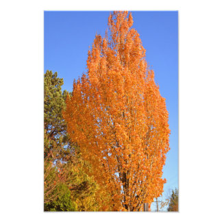 Foto Árbol de otoño