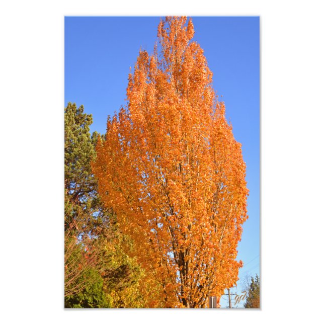 Foto Árbol de otoño (Frente)