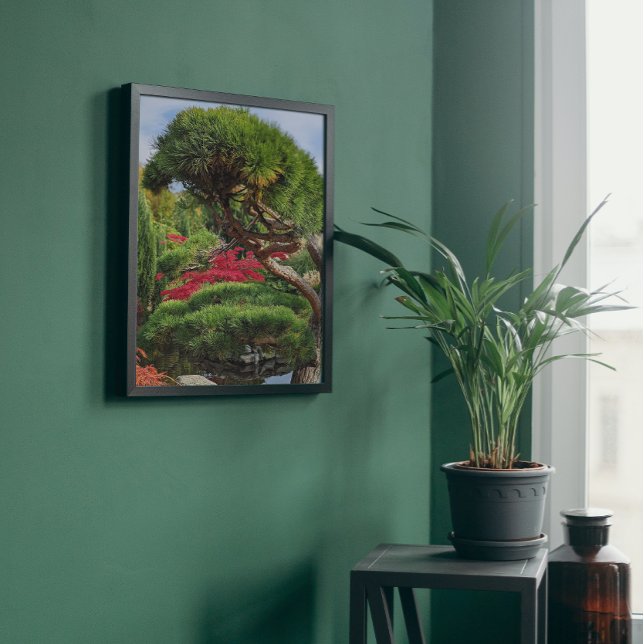 Foto Árbol de pino negro y arce japonés rojo (In Situ Framed)