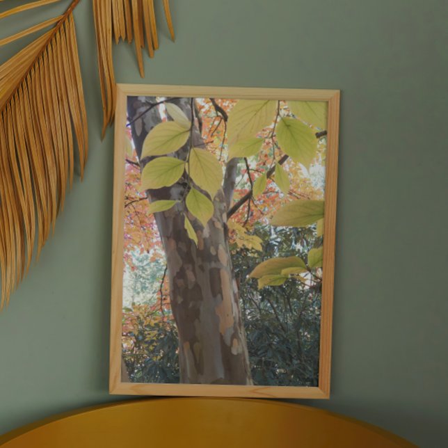 Foto Árbol de Stewartia japonés colorido (In Situ Framed)