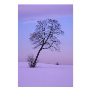 Foto Árbol inclinado en campo nevado; Condado de Chippe
