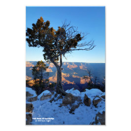 Foto Árbol Juniper En Nieve Al Amanecer En Gran Cañón